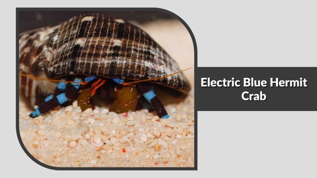 15. Electric Blue Hermit Crab