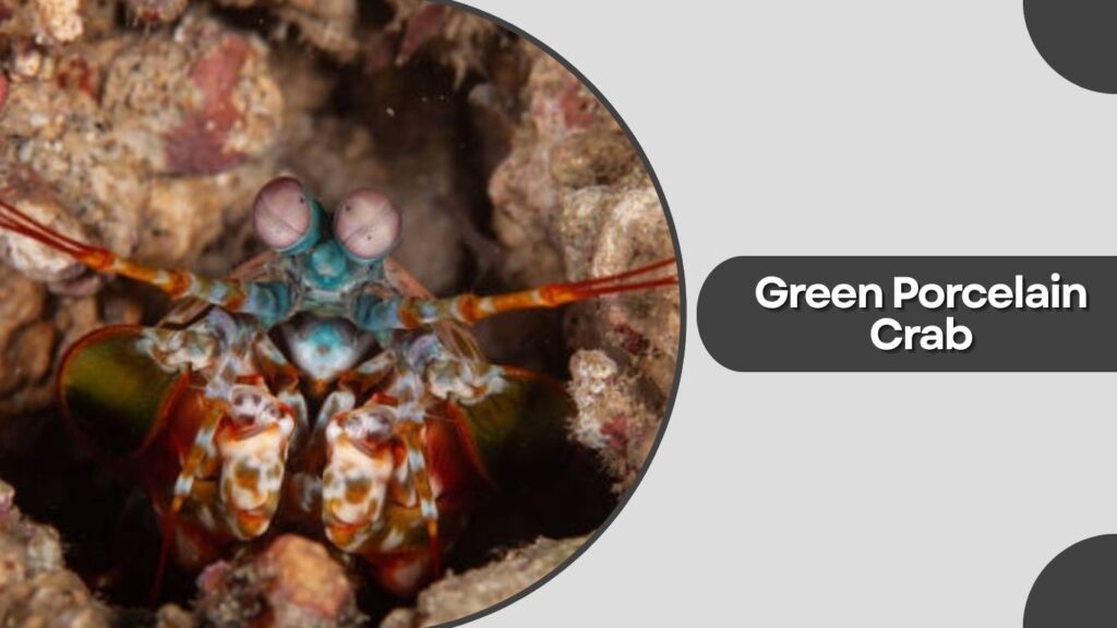 3. Green Porcelain Crab (Petrolisthes armatus)