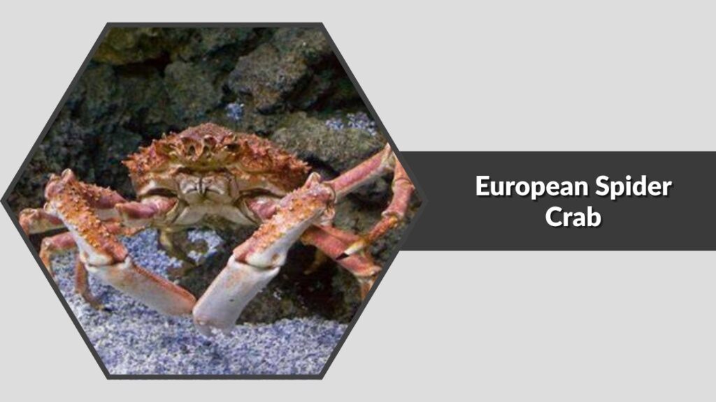 2. European Spider Crab (Maja brachydactyla)
