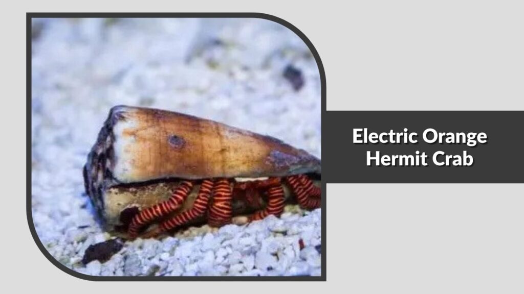 Electric Orange Hermit Crab