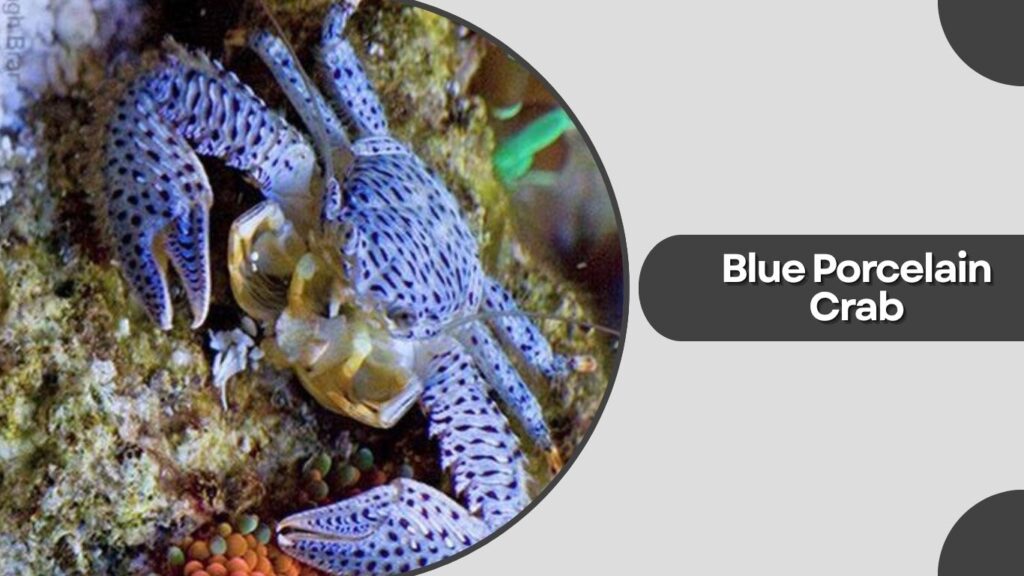  Blue Porcelain Crab (Petrolisthes galathinus)