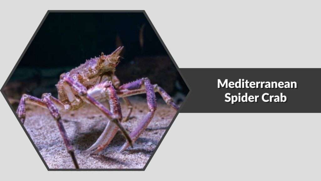 3. Mediterranean Spider Crab (Maja squinado)