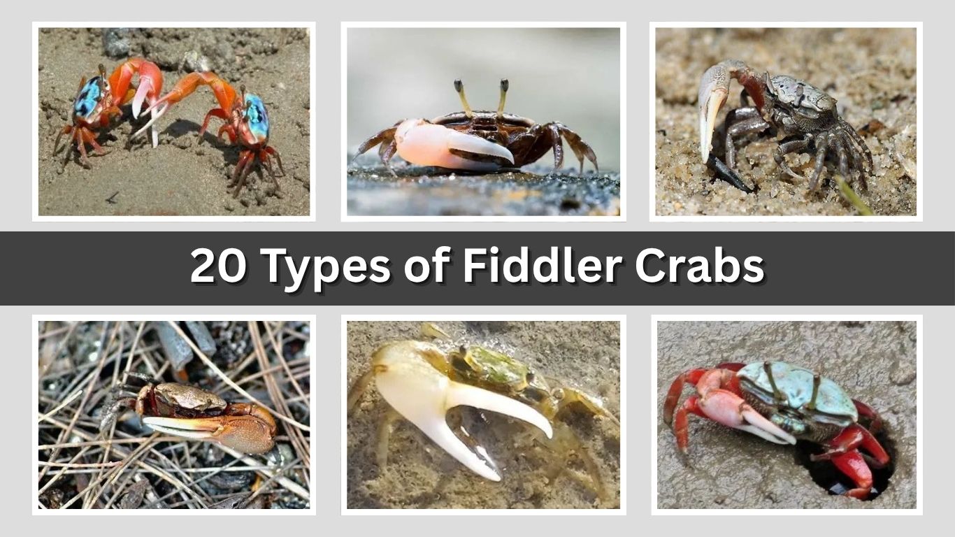 20 Types of Fiddler Crabs: Identification, Habitat, And Pictures