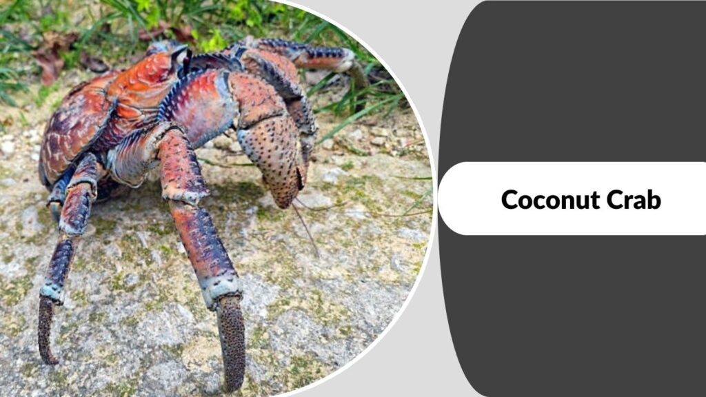 Spider Crab