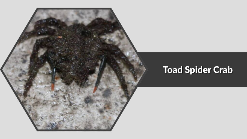 5. Toad Spider Crab (Hyas coarctatus)