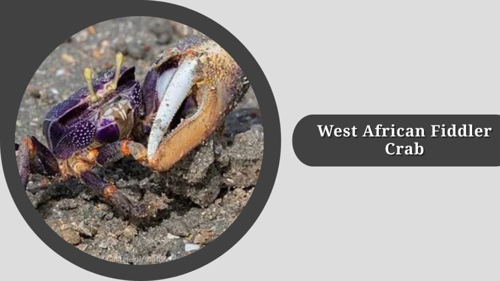 West African Fiddler Crab