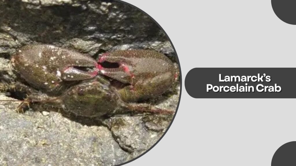 . Lamarck’s Porcelain Crab (Petrolisthes lamarckii)
