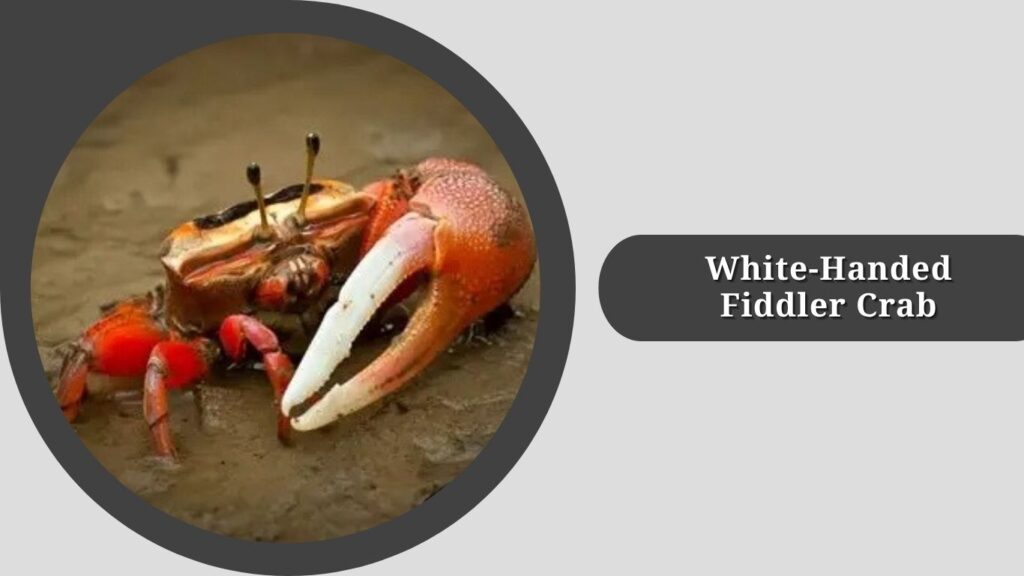 White-Handed Fiddler Crab