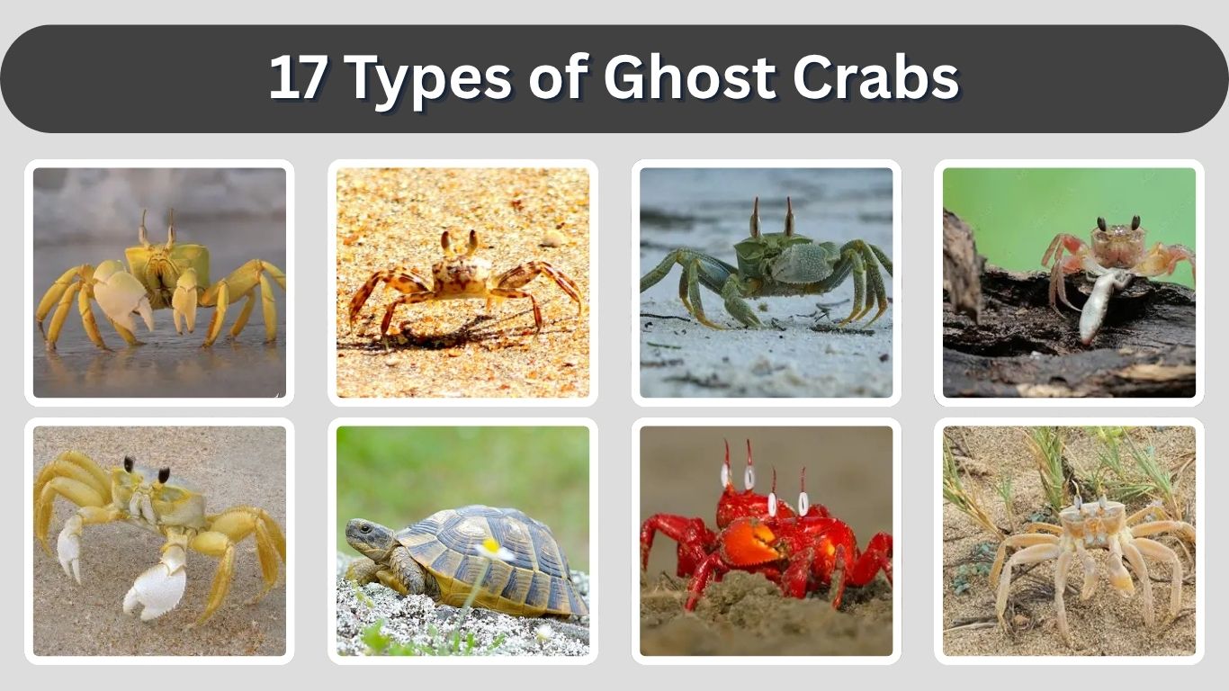 17 Types of Ghost Crabs: Identification, Habitat, and Pictures