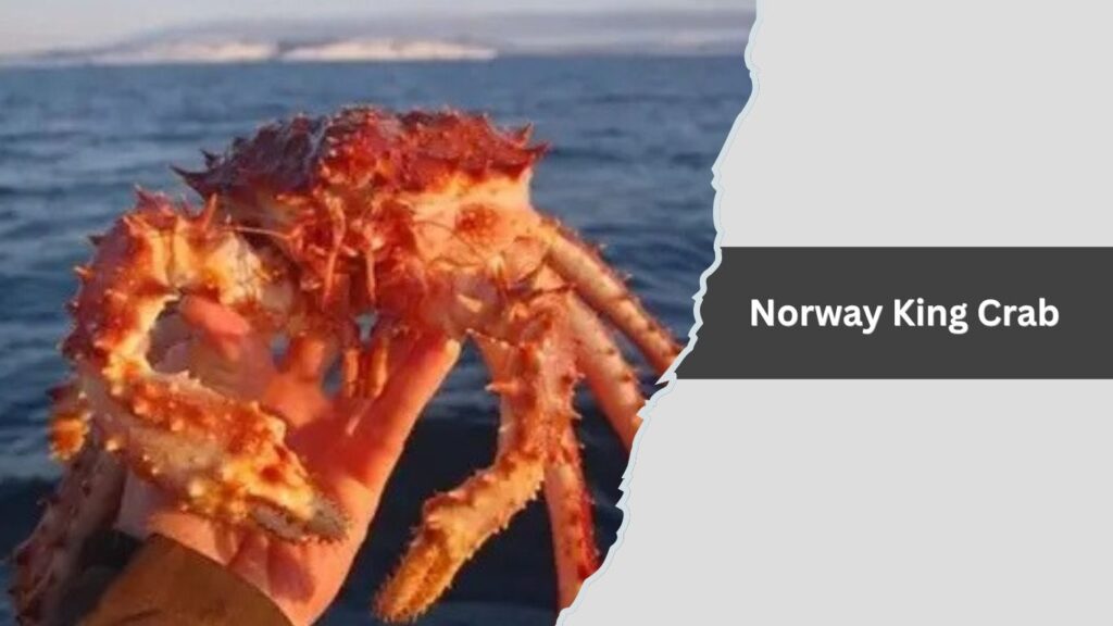 Norway King Crab