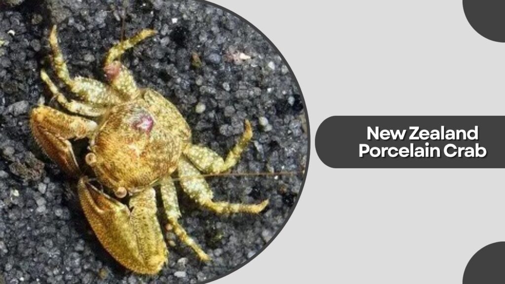 7. New Zealand Porcelain Crab (Petrolisthes elongatus)