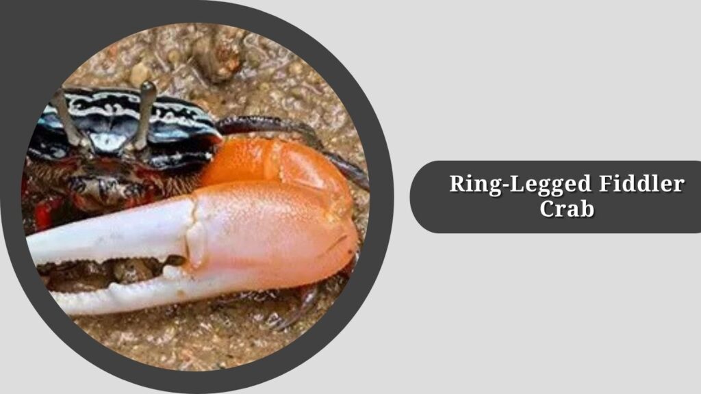 Ring-Legged Fiddler Crab