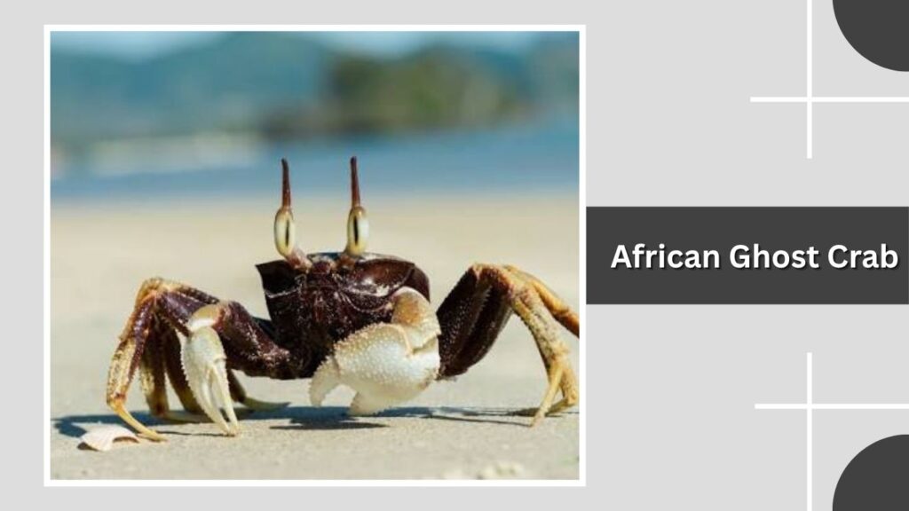 African Ghost Crab