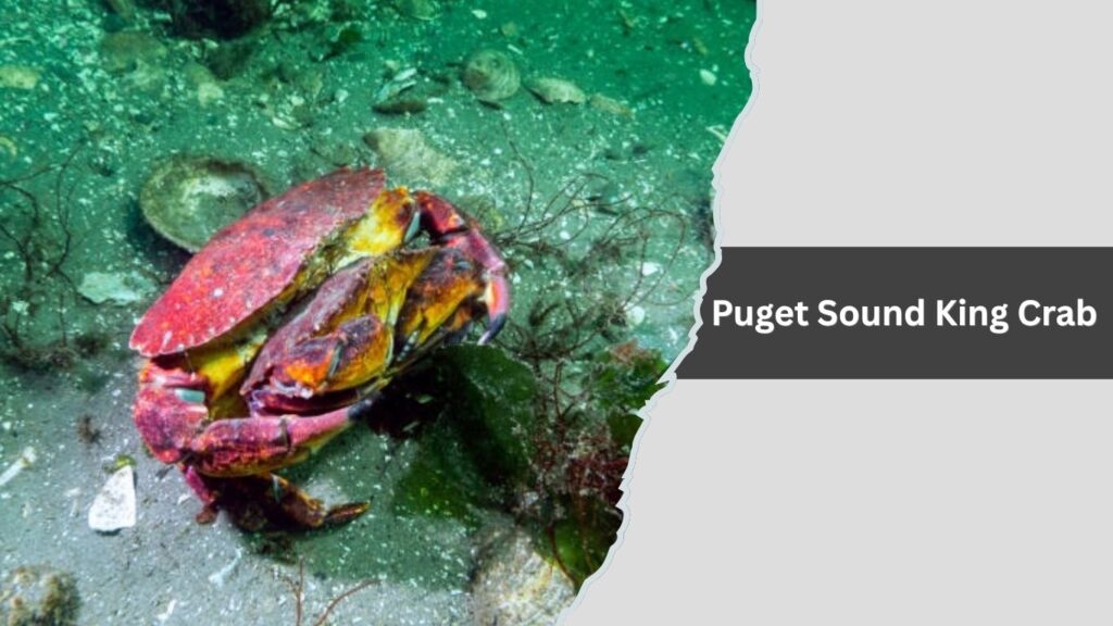 Puget Sound King Crab