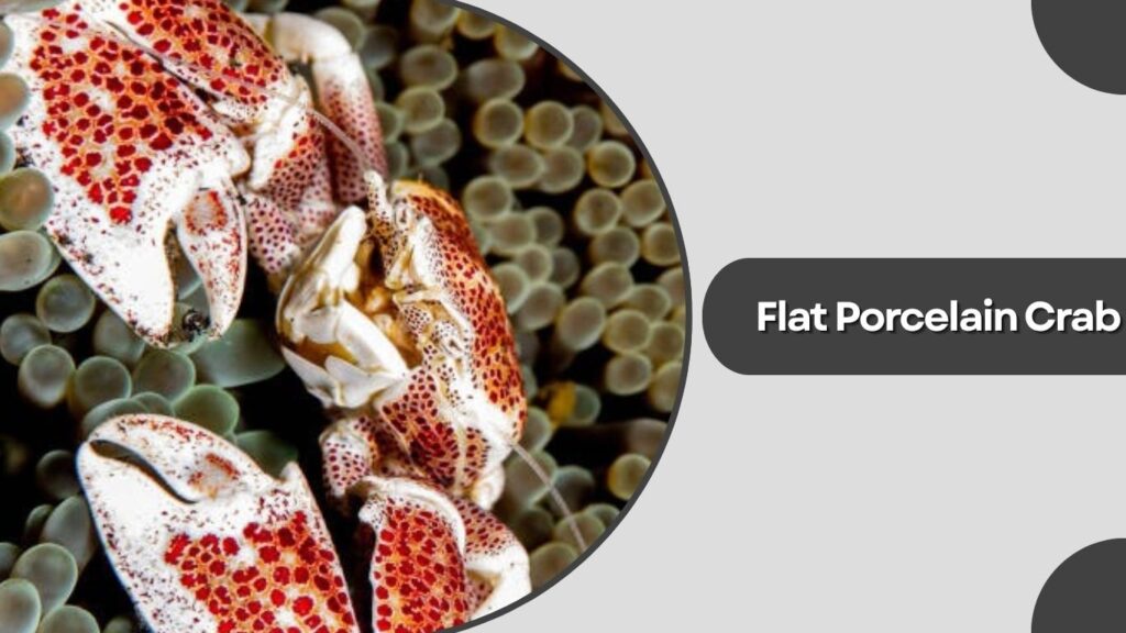 Flat Porcelain Crab (Petrolisthes cinctipes)