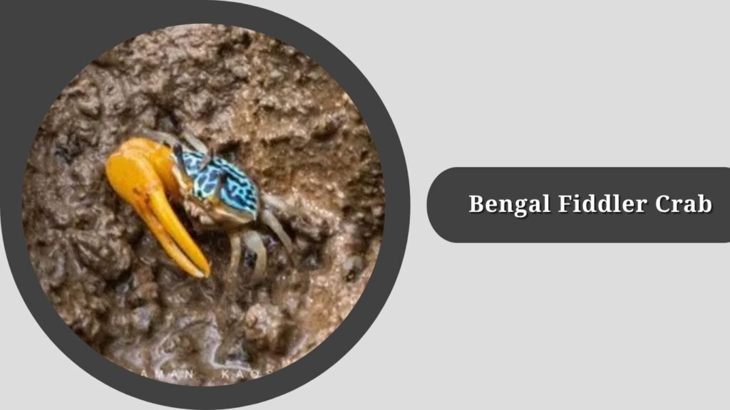 Bengal Fiddler Crab