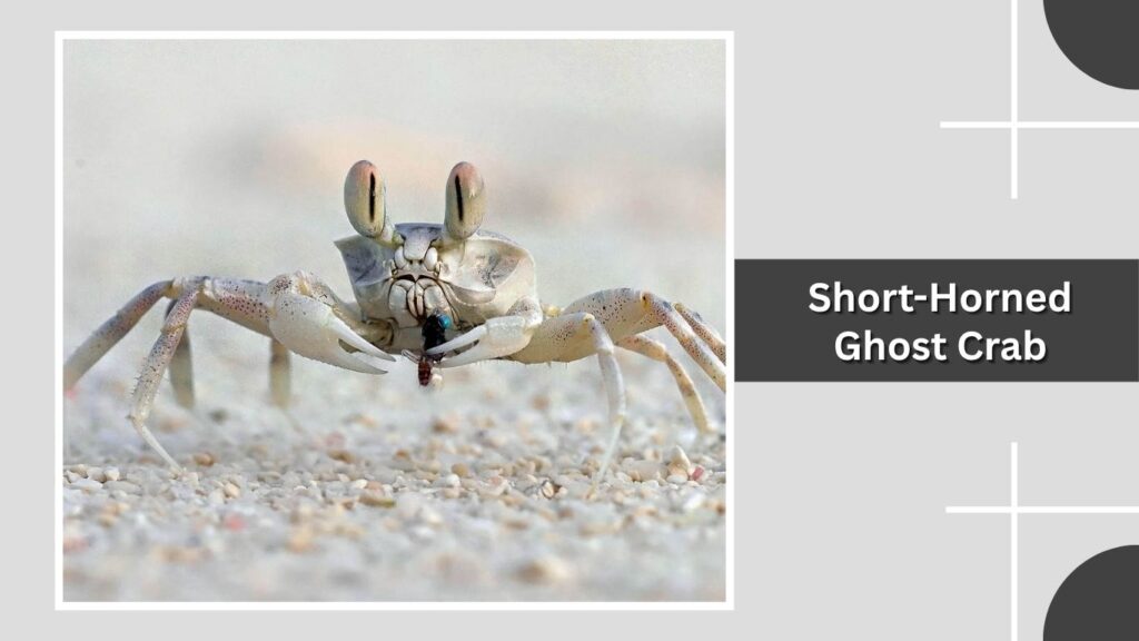 Short-Horned Ghost Crab