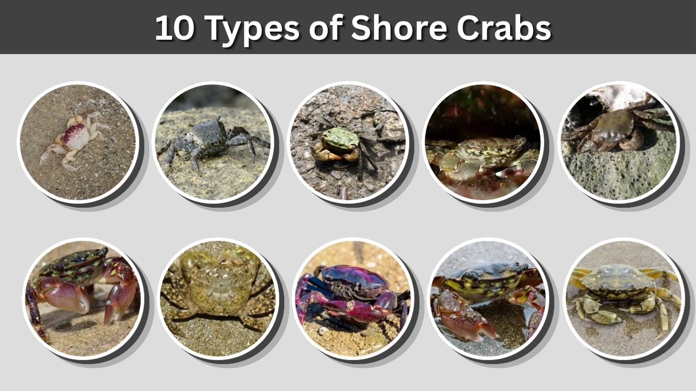 10 Types of Shore Crabs: Identification, Habitat, And Pictures