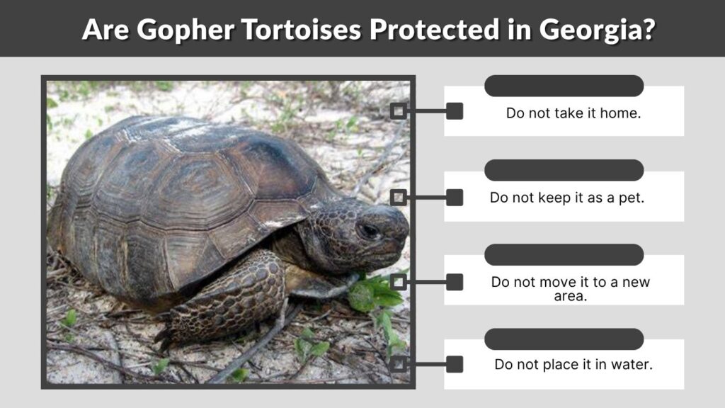 Are Gopher Tortoises Protected in Georgia?