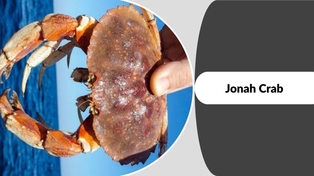 Jonah Crab