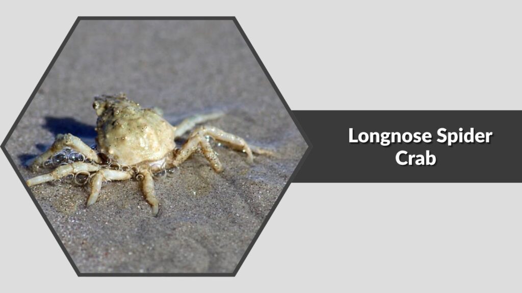 8. Longnose Spider Crab (Libinia dubia)