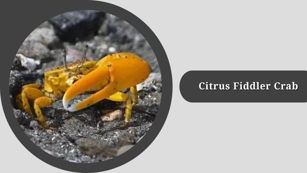 Citrus Fiddler Crab