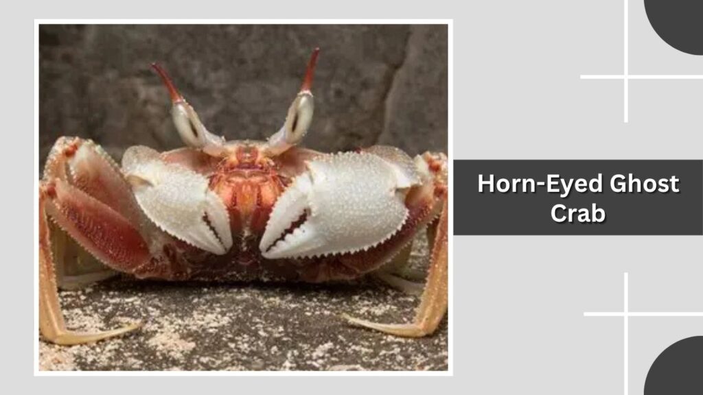 Horn-Eyed Ghost Crab