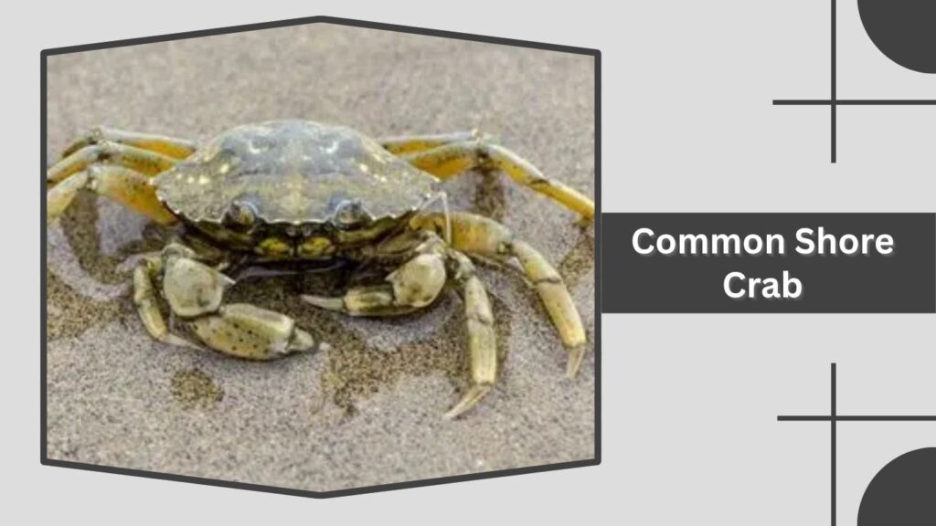 Common Shore Crab