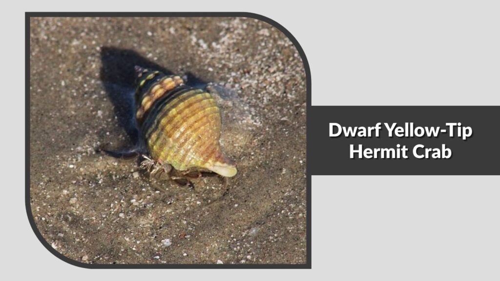 Dwarf Yellow-Tip Hermit Crab