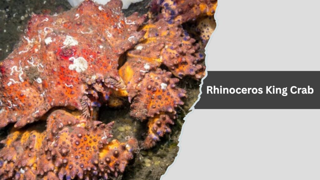 Rhinoceros King Crab