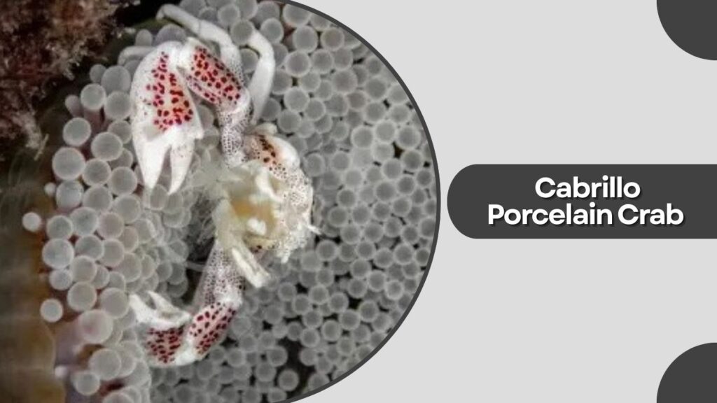 Cabrillo Porcelain Crab 