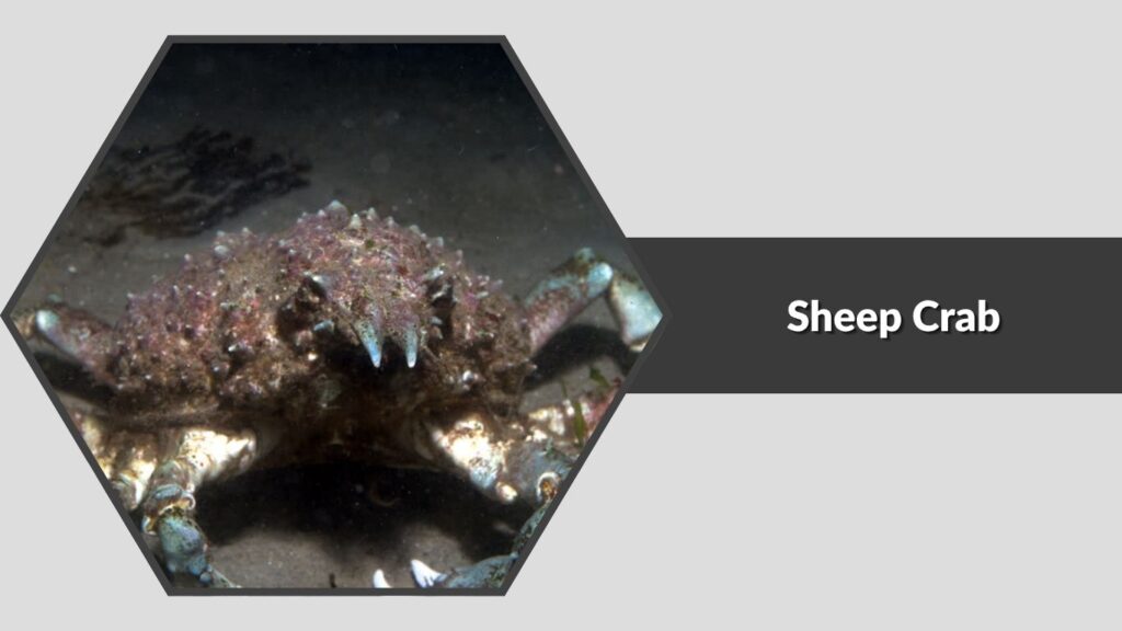 9. Sheep Crab (Loxorhynchus grandis)