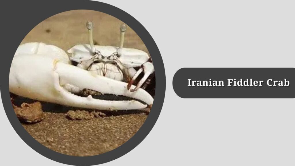 Iranian Fiddler Crab