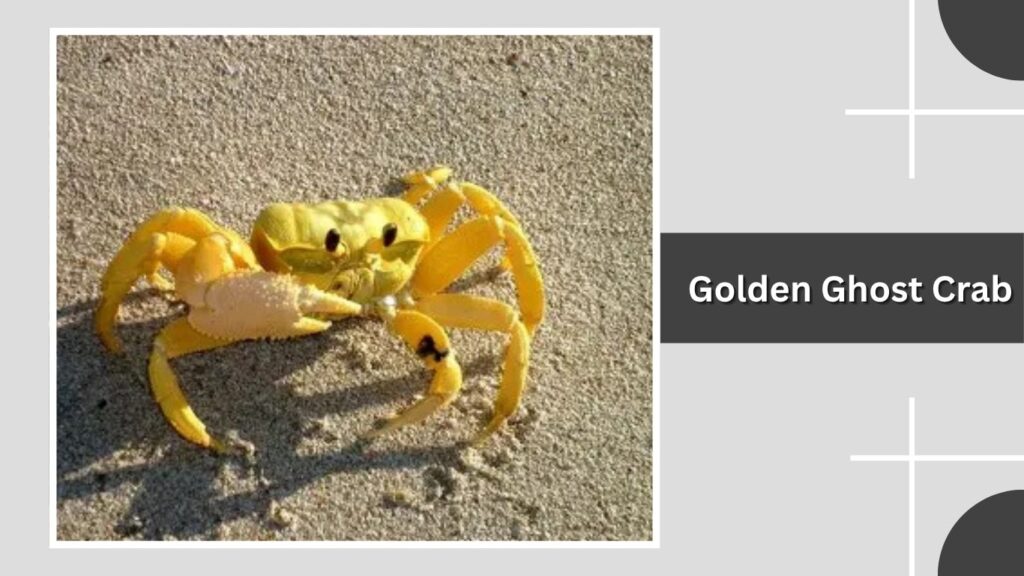Golden Ghost Crab