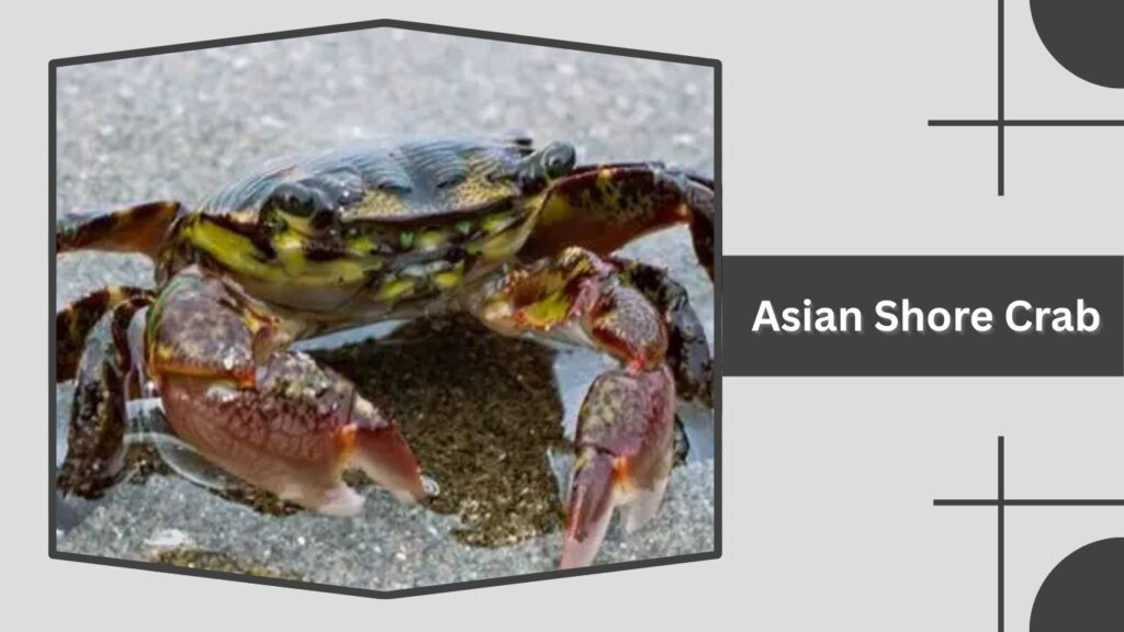 Asian Shore Crab