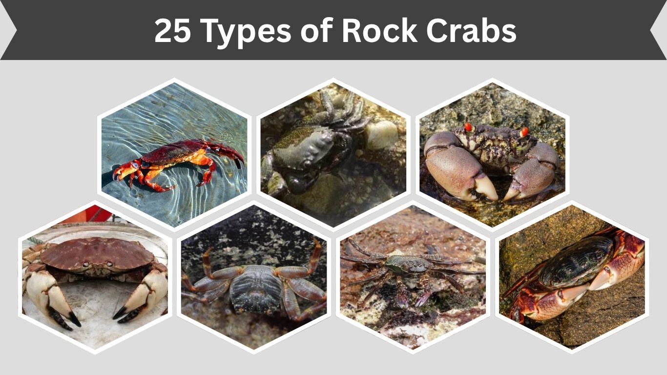 25 Types of Rock Crabs: Identification, Habitat and Diet
