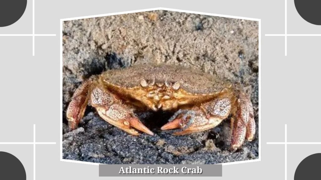 Atlantic Rock Crab