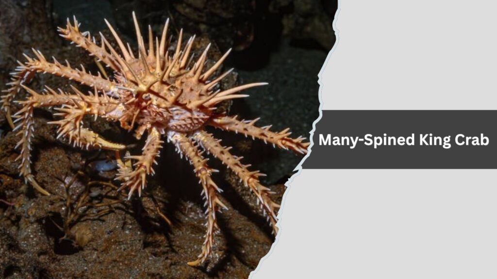 Many-Spined King Crab