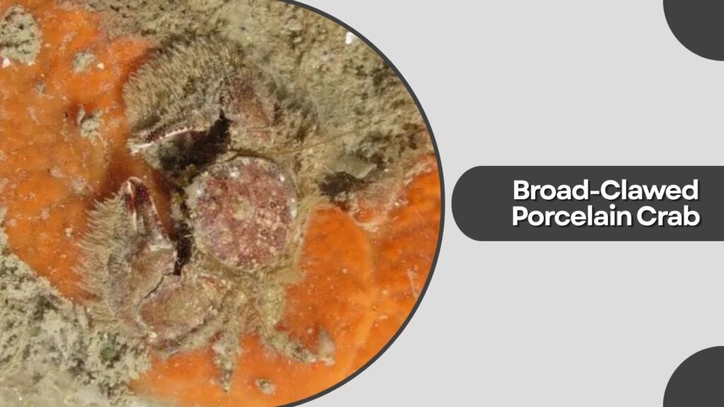 Broad-Clawed Porcelain Crab