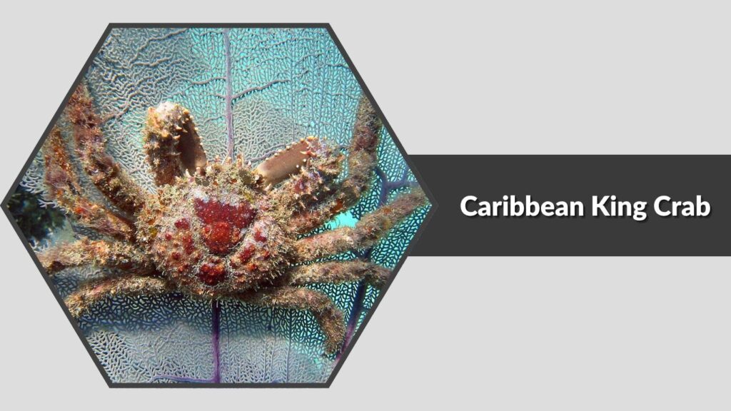 10. Caribbean King Crab (Maguimithrax spinosissimus)