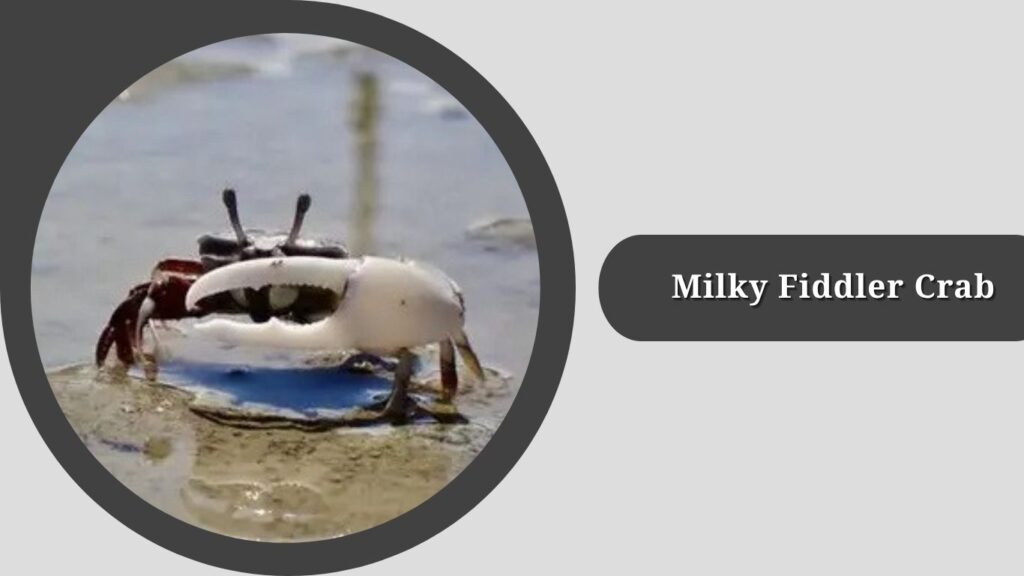  Iranian Fiddler Crab