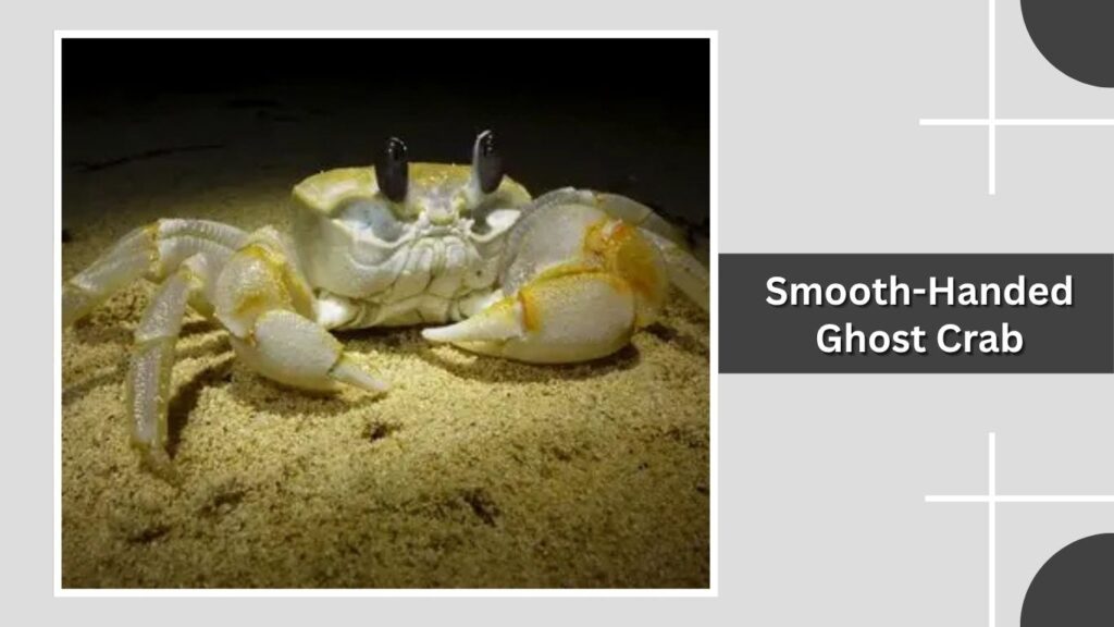 5. Smooth-Handed Ghost Crab