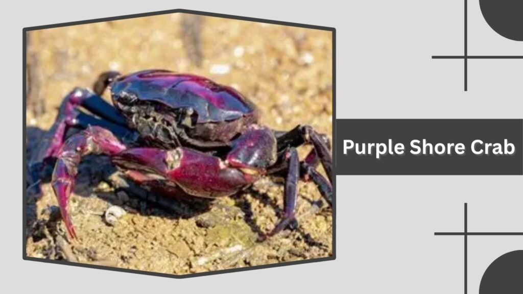 Purple Shore Crab