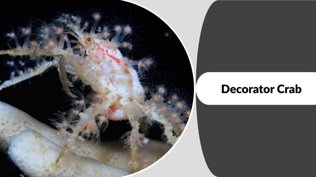 Decorator Crab