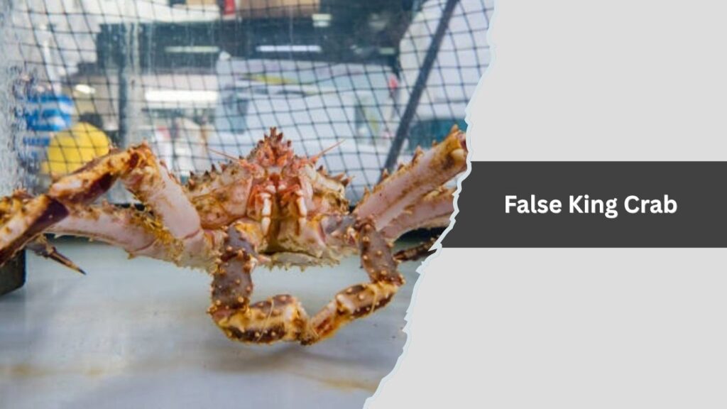 False King Crab