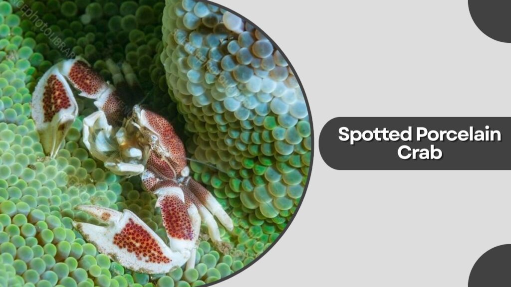 Spotted Porcelain Crab (Porcellana sayana)