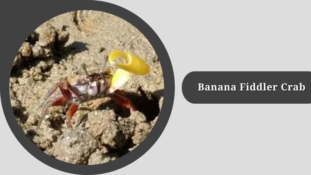 Banana Fiddler Crab