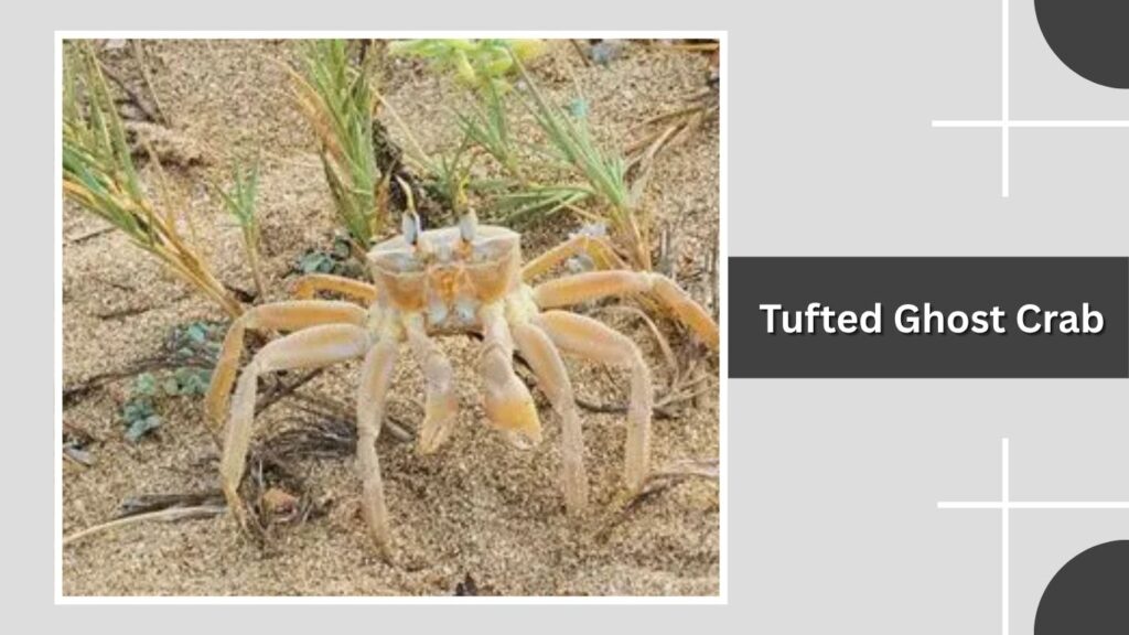 Tufted Ghost Crab