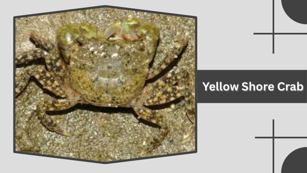 Yellow Shore Crab