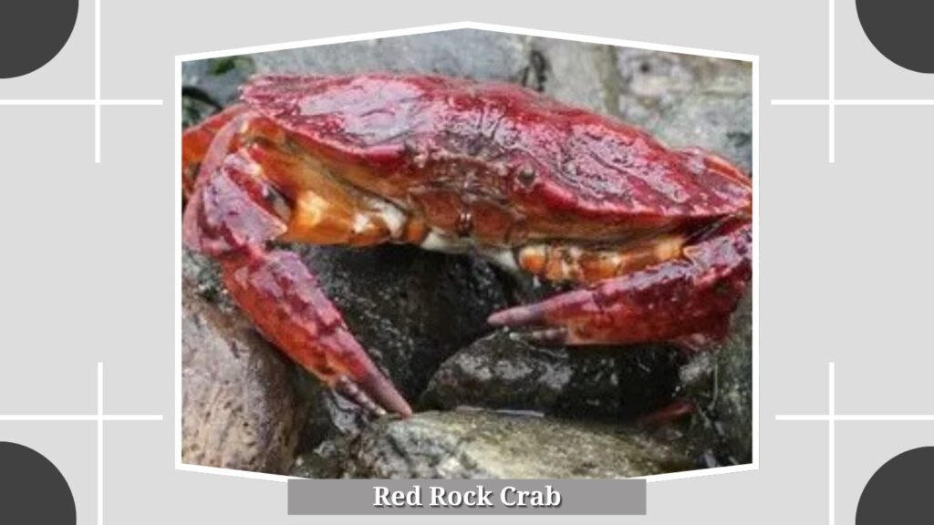 Red Rock Crab